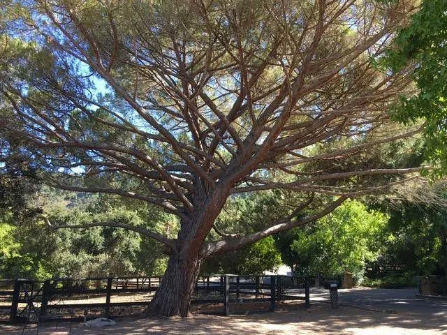 25228 La Loma Drive, Los Altos Hills, California 94022