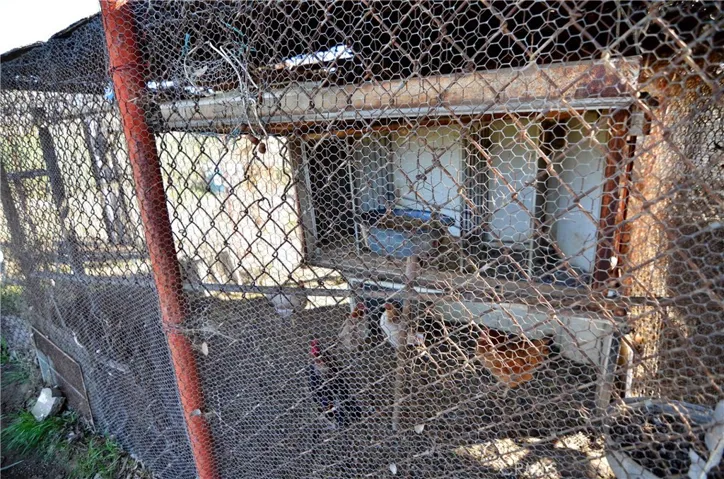 Chickens with several coops