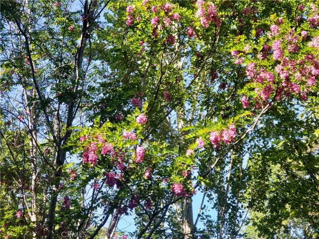 Beautiful Trees at Teakwood