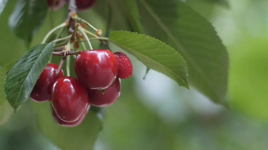 Fruit From trees
