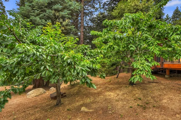 Multiple fruit trees