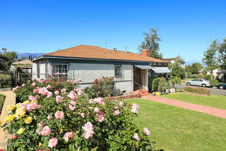 roses in front yard