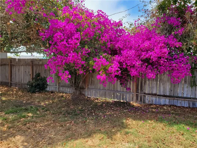 Back yard, Back house with Bougainvillea