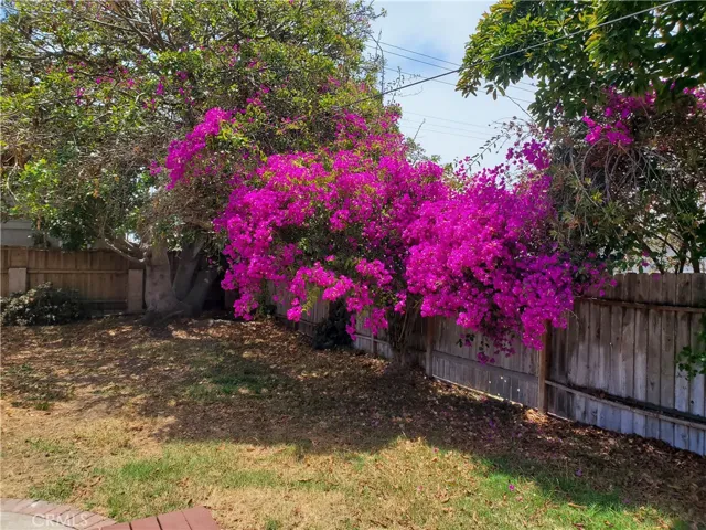 Back yard Back house with Bougainvillea