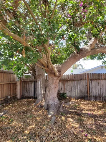 Back house Back Yard Corral Tree