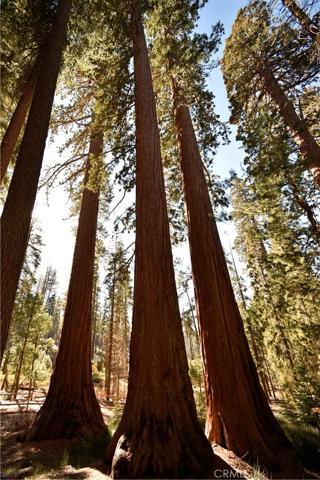 Just a 19 mile drive to the Mariposa Grove of Ancient Redwoods inside Yosemite National Park.