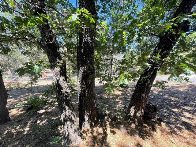 Massive oak also in the yard!