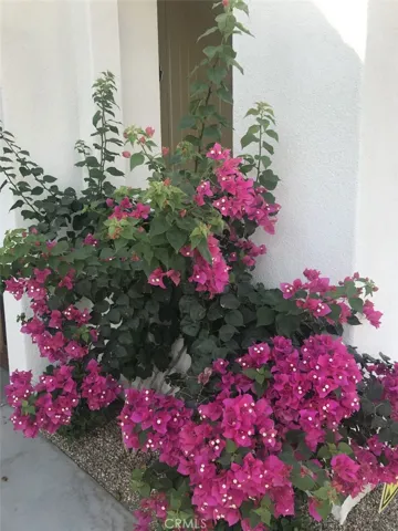Flowering bush in front