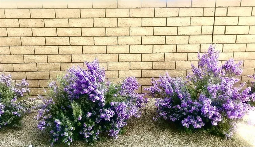 Bushes