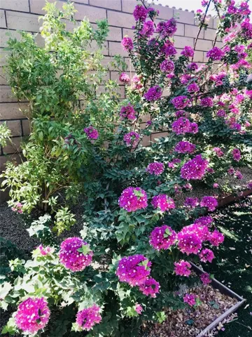 Bushes