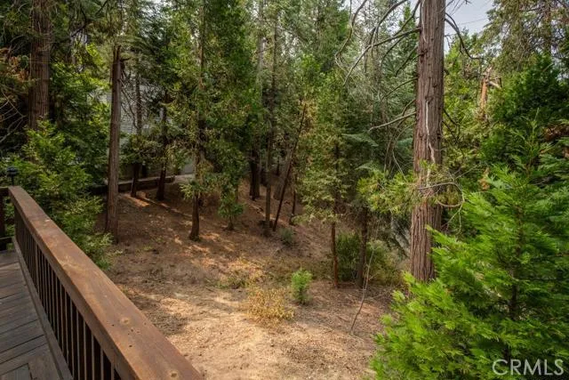 VIEW OF FOREST FROM REAR DECK.