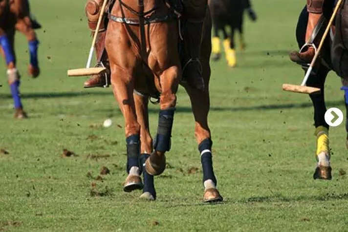 a horses