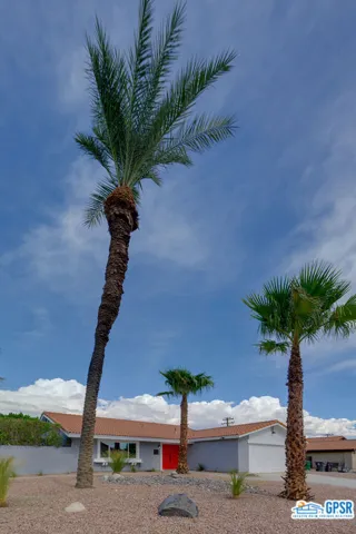 palm trees