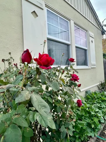 127 22nd Avenue, San Mateo, California 94403
