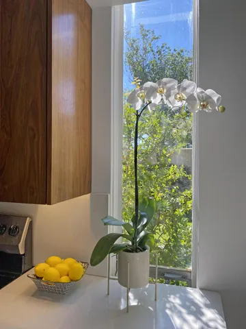 ORCHID VIGNETTE MLS