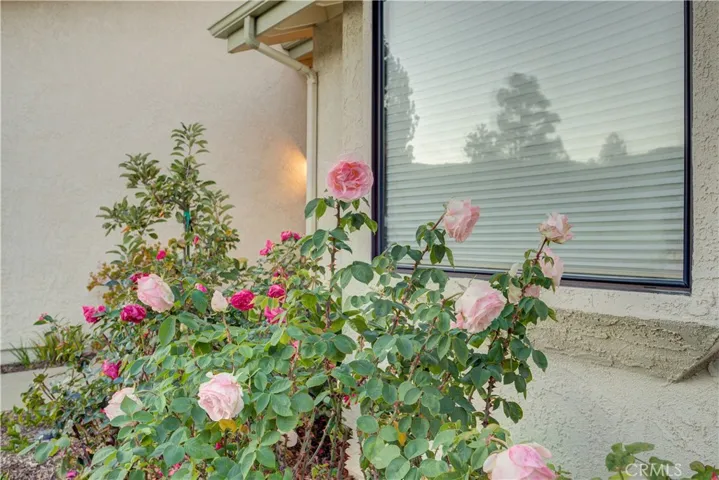 Rose Bushes in front of house