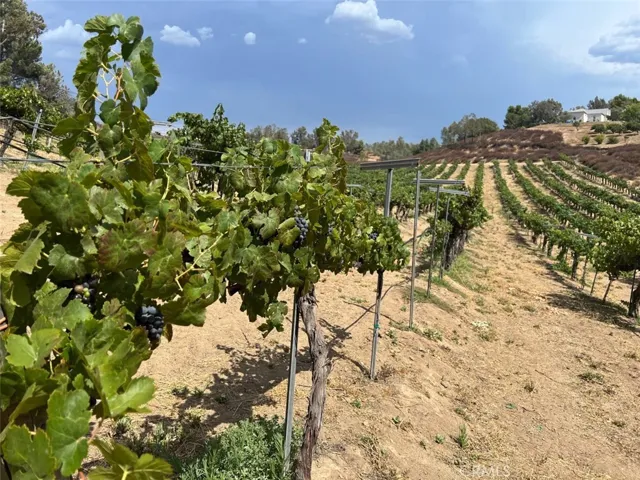 APPROX  5  ACRES  PETITE SIRAH
