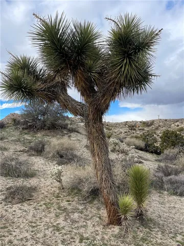 Joshua tree