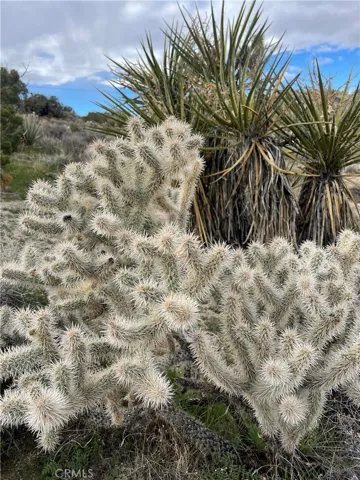 Cholla
