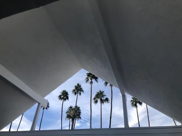 DaytimePalms