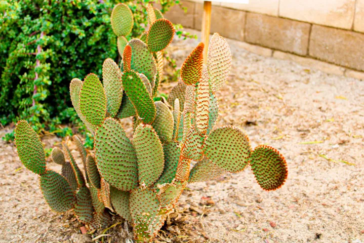Cactus (1)