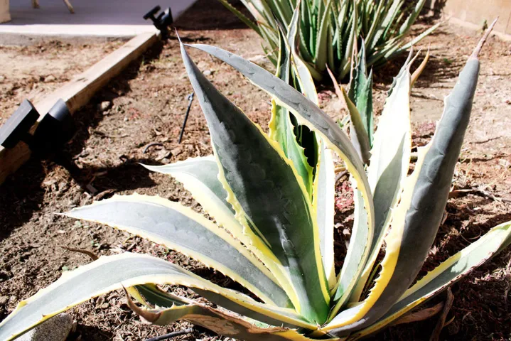 Plant