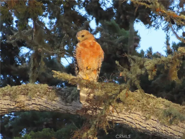 Red Shouldered Hawk