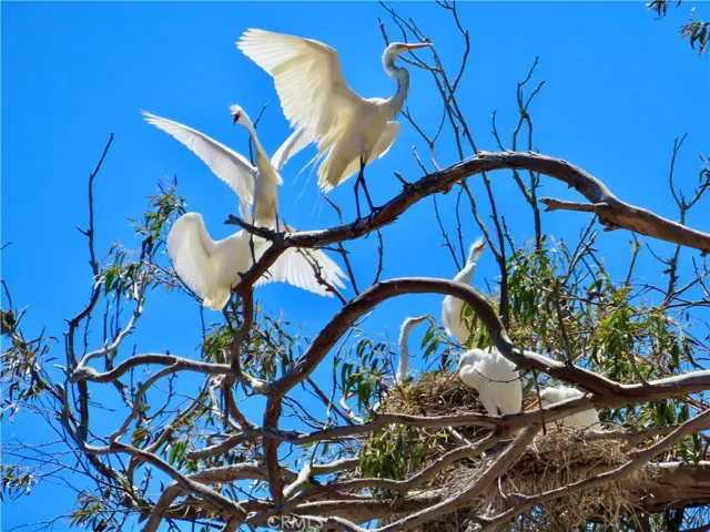 Young Egrets Nesting at the Rookery