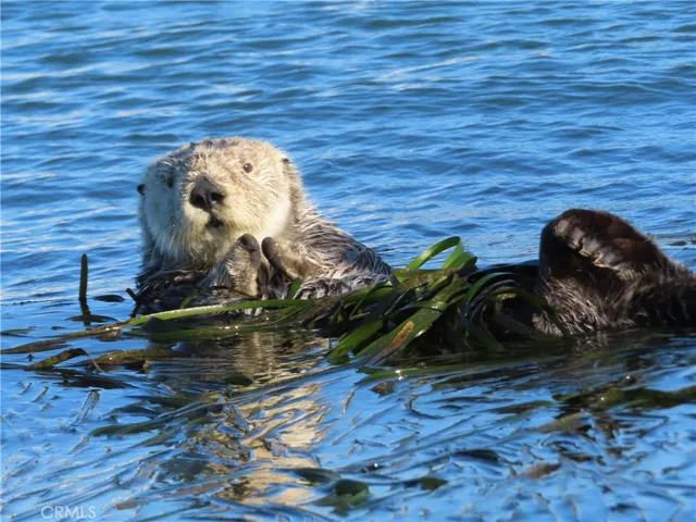 Otters are there to Welcome You at the Bay