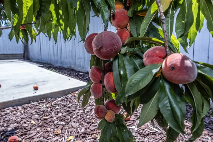Peach Tree
