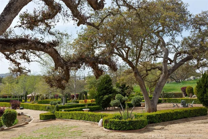 breathtaking ancient Oaks