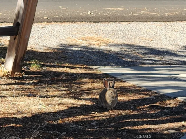 Adorable Jack Rabbit Stays!