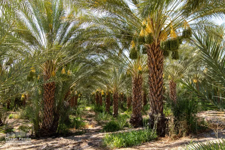 40.74 AC Polk St, TH Property Photos (5)