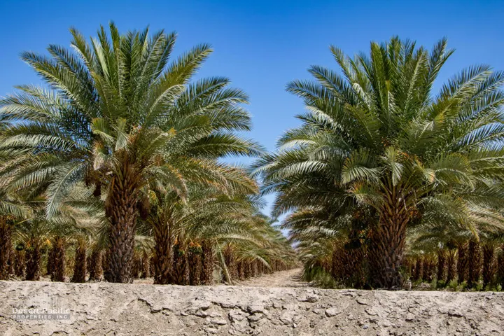 74.67 AC N Ave 76 & Expwy 86, OA Propert