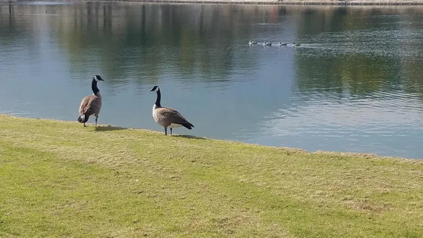 Geese