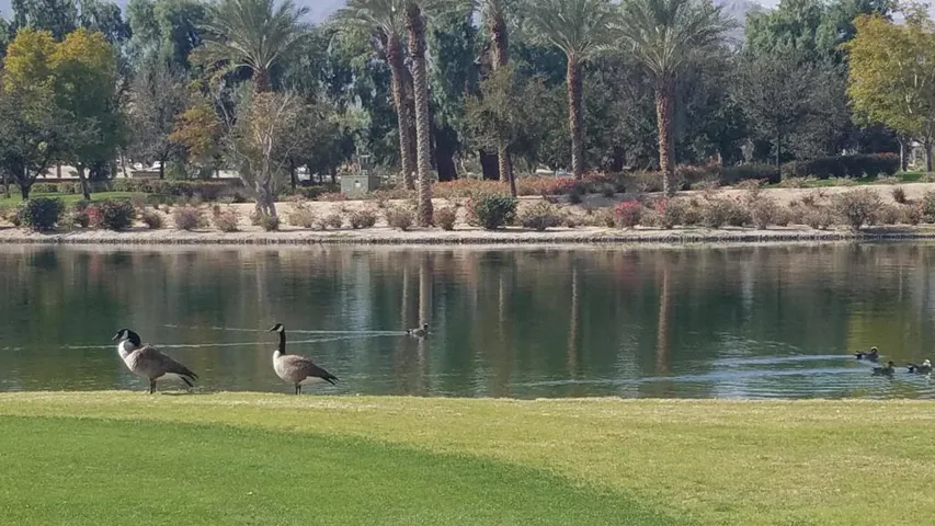Geese and lake view