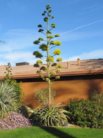 Live (Real) Century Agave in Bloom