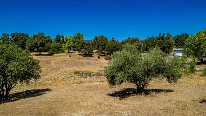 Lone Olive