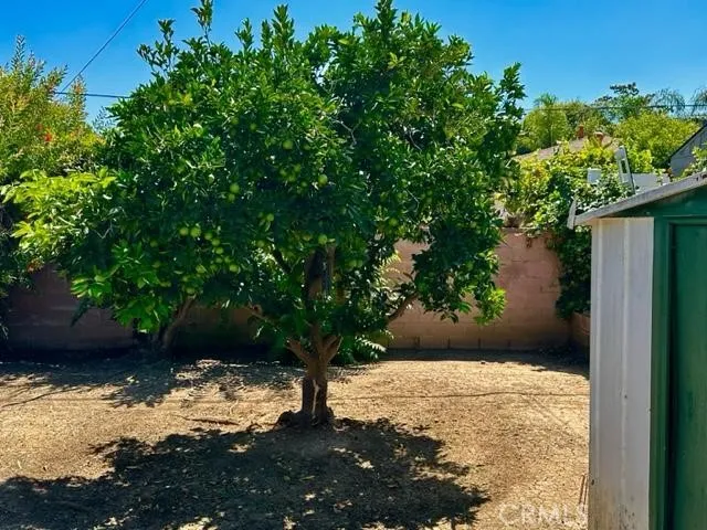 Orange tree with sweet oranges