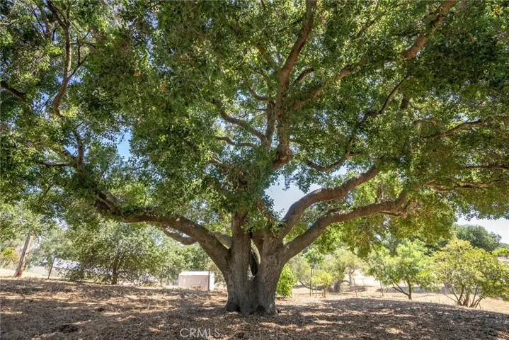 Stunning mature shade trees!