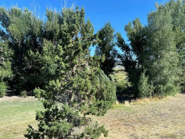 back yard