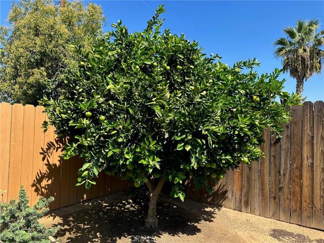 CITRUS TREES ARE FULL OF FRUIT!