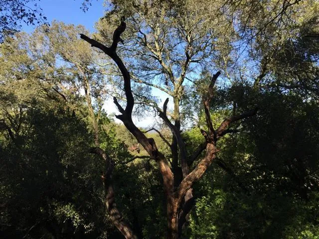 0 Canon Drive, Los Gatos, California 95030