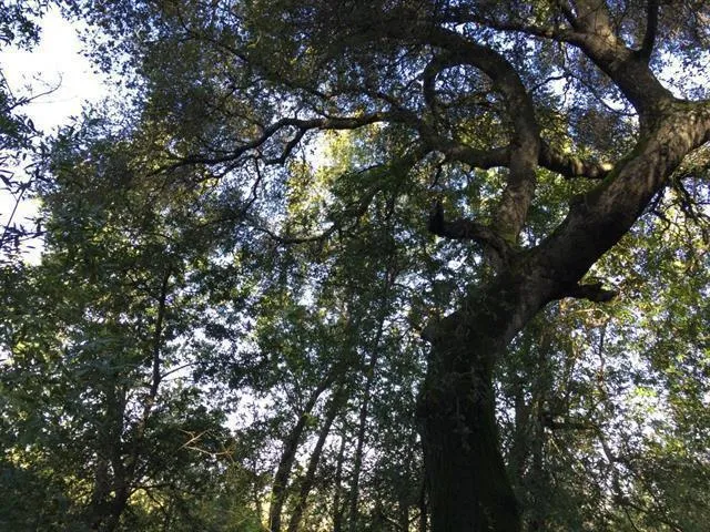 0 Canon Drive, Los Gatos, California 95030