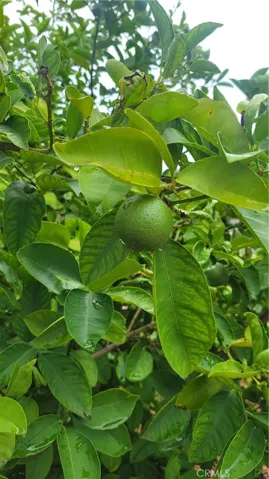 lemon tree
