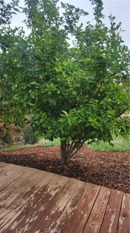 Lemon and Persimmon trees