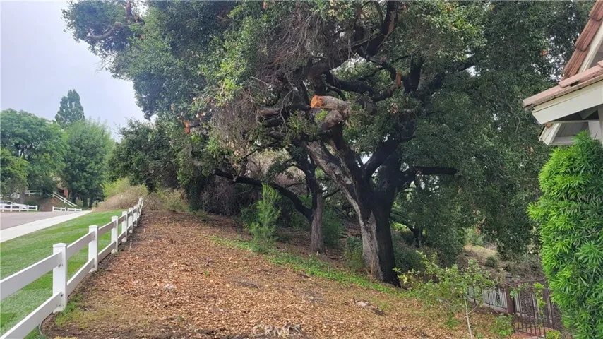 Side yard with giant oaks
