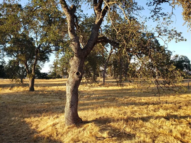 9520 Banderilla Drive, La Grange, California 95329