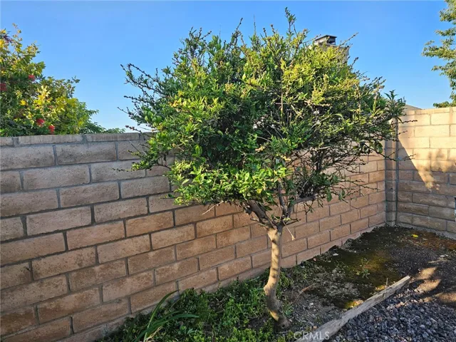 Citrus tree - slump stone walls