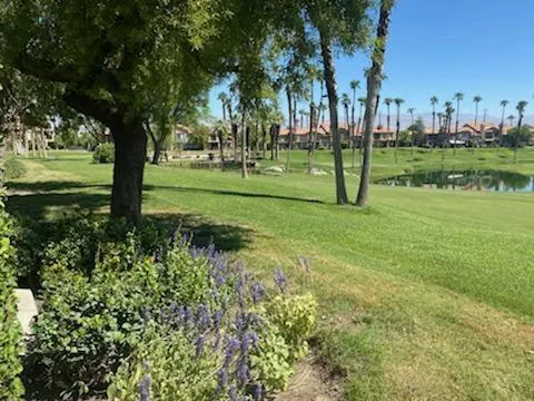 38386 Crocus view